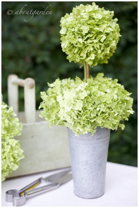 Hydrangea topiary