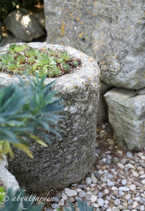 pietre e sempervivum  jardin La Louve